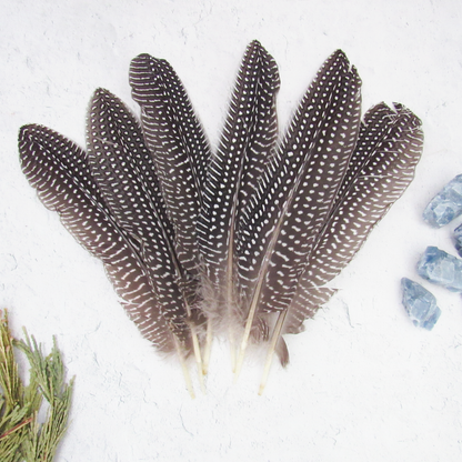 Guinea Feathers (Package of 6)