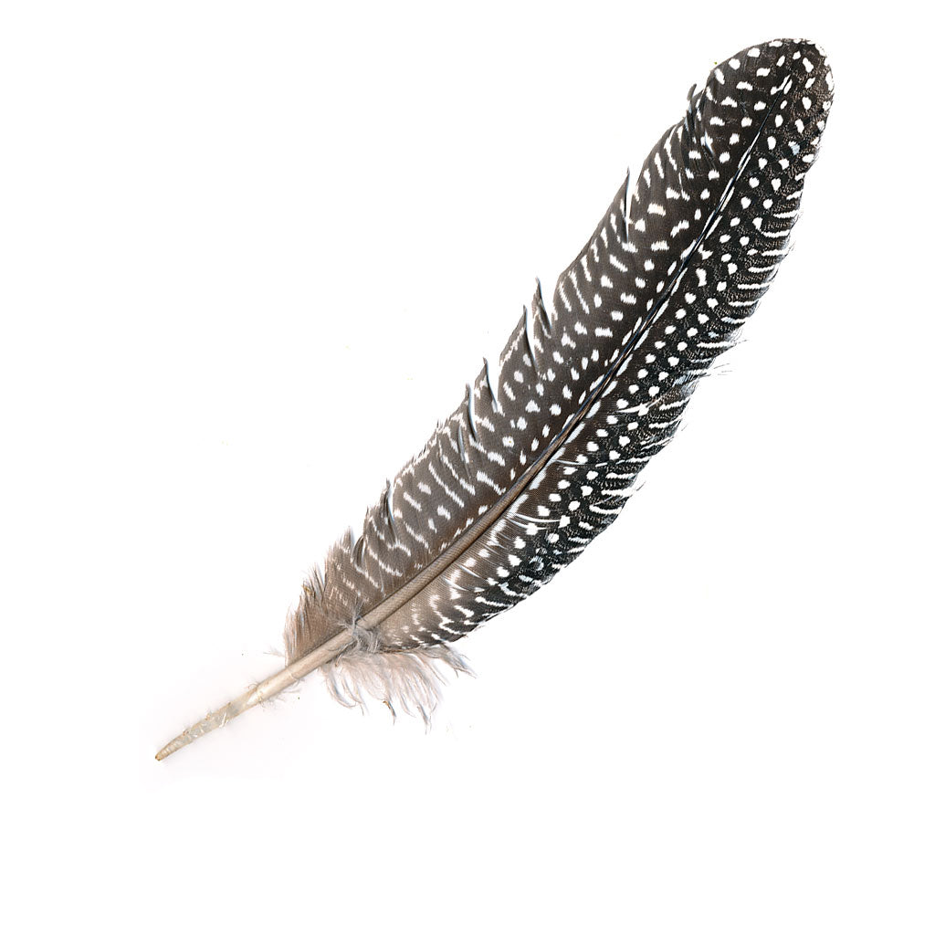 Guinea Feathers (Package of 6)