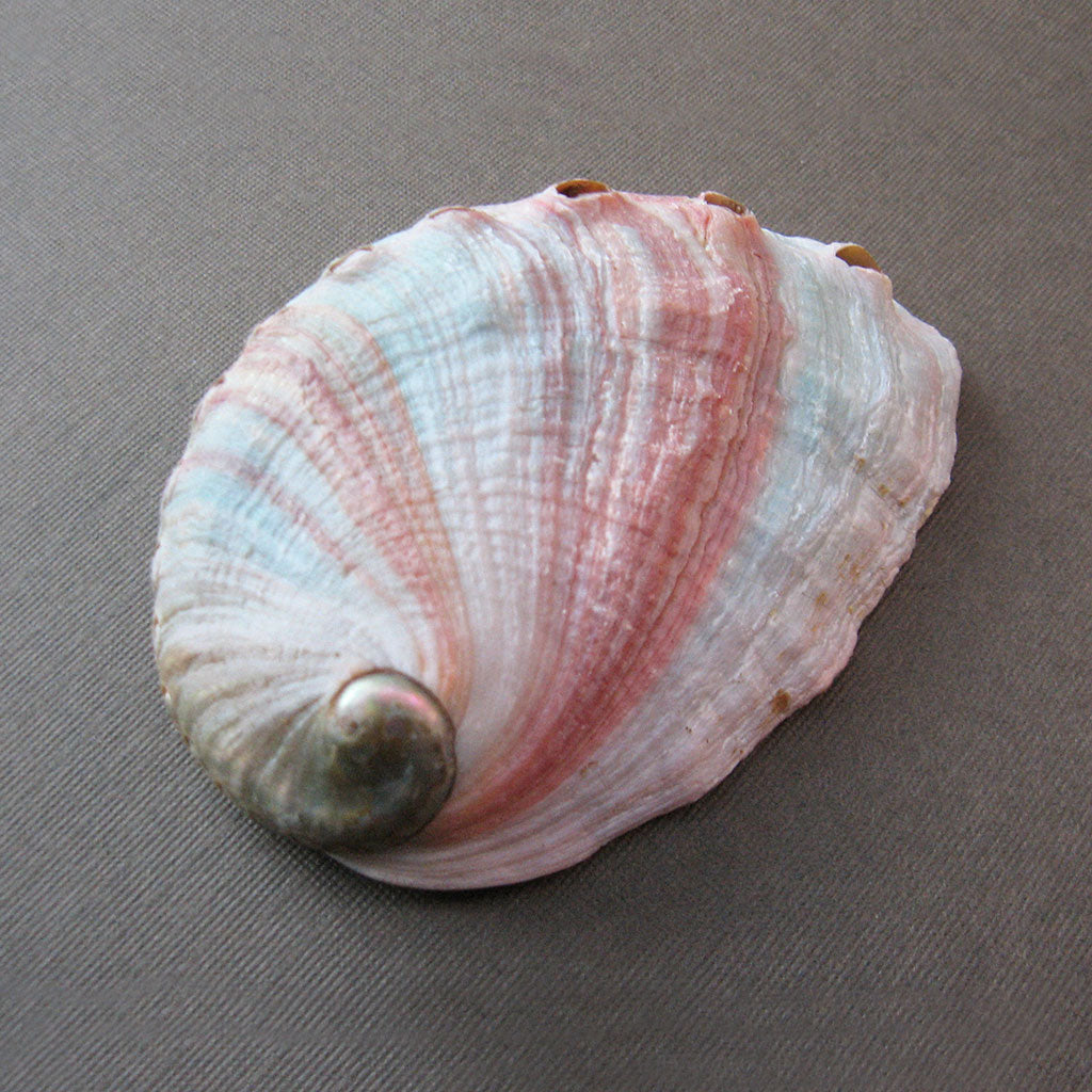 Red Abalone Shell (Small)